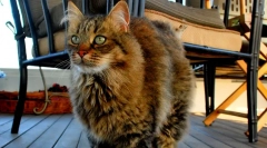 Pixie-bob (foto): bezrzutowy elf koci